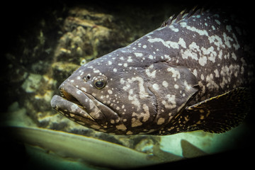 Goliath grouper  (Epinephelus itajara). Photos with vignetting effect.