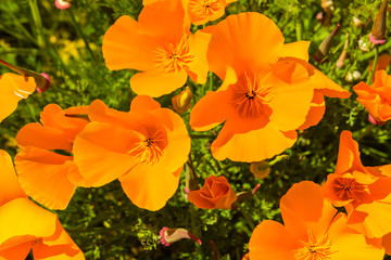 Fototapeta na wymiar Orange poppies in a summer meadow on sunny day
