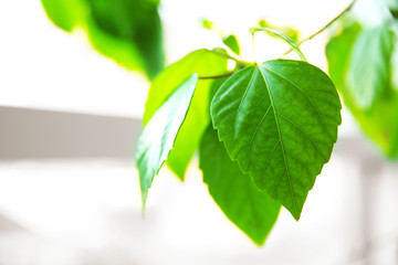 Green tree leaves on blurred background