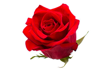 Fototapeta premium red rose isolated