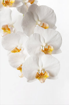 Branch of white orchid flowers. Orchidaceae. Phalaenopsis. Selective focus.