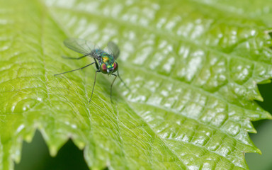 Macro photo of a Dolichopodidae fly, insect, close up
