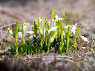 Snowdrop with blossom, revival of spring flower with bud, the awakening of nature.