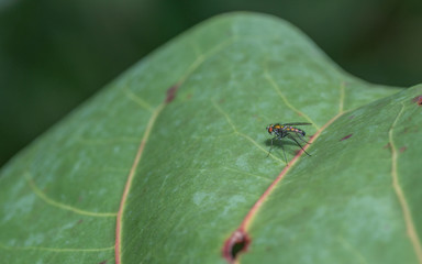 Macro photo of a Dolichopodidae fly, insect, close up
