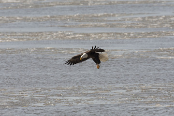 Bald eagle taking flight