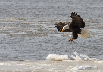 Bald eagle taking flight