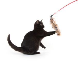 Black kitten jumping and playing