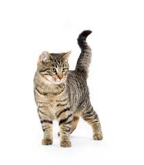 Cute tabby cat playing