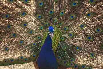 Fototapeta premium Beautiful peacock