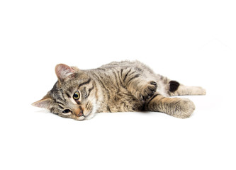 Tabby cat laying down