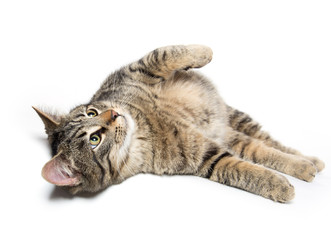 Tabby cat laying down
