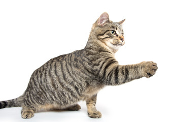 Cute kitten swinging its paw