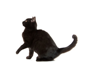 Black cat playing