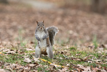 Gray squirrel in leaves