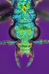 Extreme sharp closeup of Chrysanthia viridissima insect viewed under macro lens with high power magnification stacked from more images into one sharp photo.
