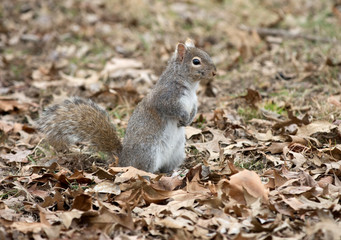 Naklejka na ściany i meble Gray squirrel in leaves