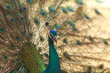 Fototapeta premium Beautiful peacock