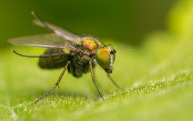 Naklejka premium Macro photo of a Dolichopodidae fly, insect, close up 