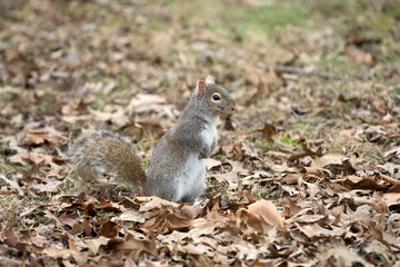 Naklejka na ściany i meble Gray squirrel in leaves