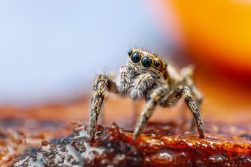 Great close up shot of the Zebra jumping spider (Salticus scenicus) with lovely background