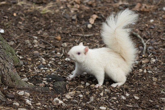 White squirrel in Olney City Park