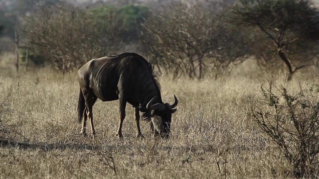Wildebeest grazing in South Africa