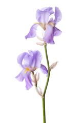 Fleur lilas clair isolé sur fond blanc. Iris croate