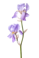 Stickers pour porte Iris Fleur lilas clair isolé sur fond blanc. Iris croate