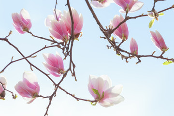 Obraz premium Beautiful light pink magnolia flowers on blue sky background. bottom view
