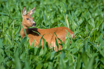 Reh (Capreolus capreolus) im Maisfeld