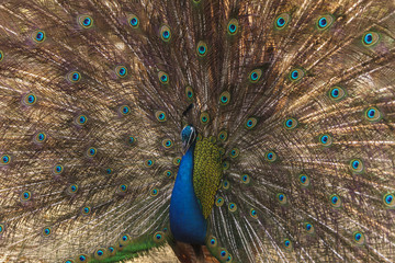 Obraz premium Beautiful peacock
