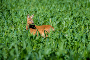 Reh (Capreolus capreolus) im Maisfeld