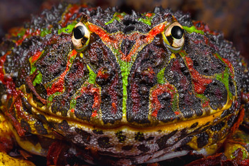 Large patterned tropical frog portrait