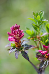Rusty-leaved Alpine Rose (Rhododendron ferrugineum), Germany