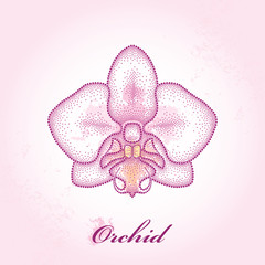 Dotted moth Orchid or Phalaenopsis on the pink textured background with blots in pastel colors. Floral elements in dotwork style.