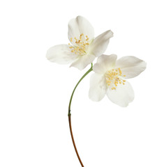 Naklejka na ściany i meble Jasmin flowers isolated on white background