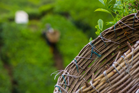 Teeplantage