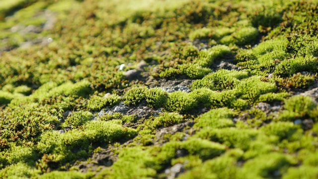 Spread clumps of moss on the ground and stone lighted close-up 4K 2160p 30fps UHD video - Bryophyta green wet plants outdoor natural background 4K 3840X2160 UltraHD footage 