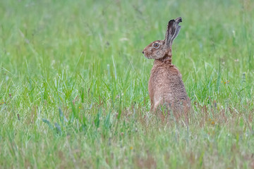 Feldhase (Lepus europaeus) auf einer Wiese