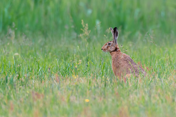 Naklejka premium Feldhase (Lepus europaeus) auf einer Wiese