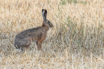 Feldhase (Lepus europaeus) auf abgeerntetem Kornfeld