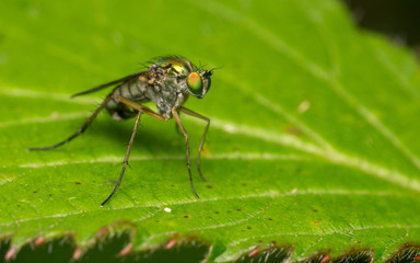 Macro photo of a Dolichopodidae fly, insect, close up
