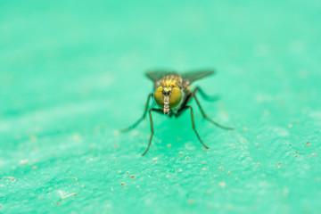 Macro photo of a Dolichopodidae fly, insect, close up
