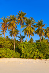 Tropical Maldives island