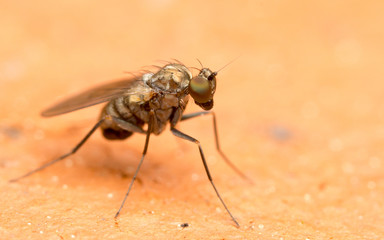 Macro photo of a Dolichopodidae fly, insect, close up
