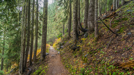 A path in the thick spruce forest. HEATHER-MAPLE PASS LOOP TRAIL, Washington state