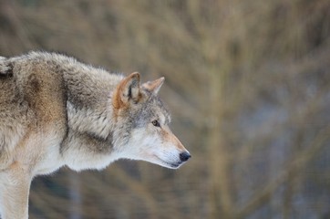 Eurasian Wolf (Canis Lupis Lupis)