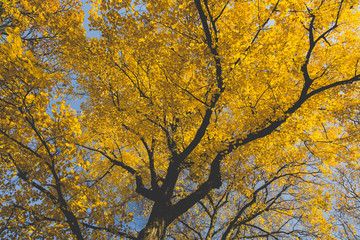 Gelb ist der Herbstbaum