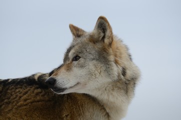 Obraz premium Eurasian Wolf (Canis Lupis Lupis)