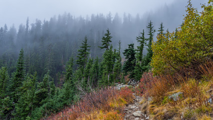 Autumn forest in the mountains shrouded in mist, HEATHER-MAPLE PASS LOOP TRAIL, Washington state